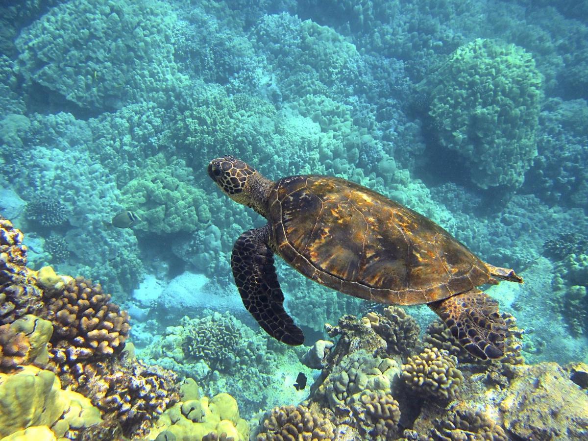Superbe Bord De Mer, Acces Lagon Et Piscine Privee Paea ภายนอก รูปภาพ