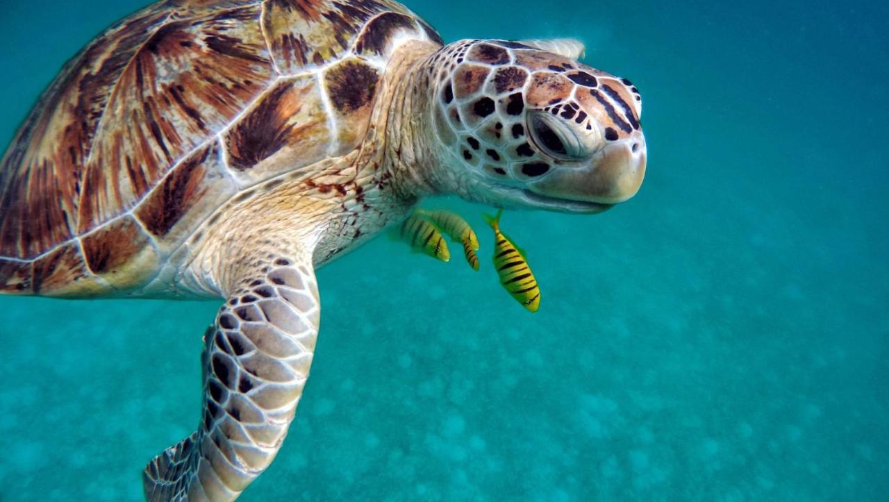 Superbe Bord De Mer, Acces Lagon Et Piscine Privee Paea ภายนอก รูปภาพ